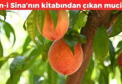 İbn-i Sina'nın kitabından çıktı! Suyu kulağa yaprağı vücuda şifa dağıtıyor, mide ağrısını bıçak gibi kesiyor, migren ve kulak ağrısının kökünü kurutuyor