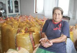 Ordu'da hasadı tamamlandı! Satmak yerine evde depoluyorlar, kilosu 500 TL'ye yükselebilir