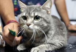 Dünya'nın en şanslı kedisi 'Kestane'! Yeni sahibini bekliyor