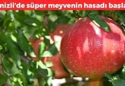 Denizli'de hasadı başladı! Kışın geldiğinin habercisi: Kansızlığın kökünü kurutuyor