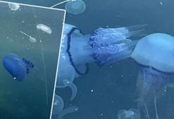 Gemlik Körfezi'ndeki denizanaları bir gecede ölüp kıyıya vurdu