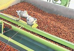 Cevizde yüzde 70'lik ithalata karşı 'yerli üretim' atağı