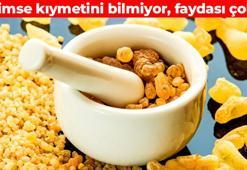 Türkiye'de 'akgünlük sakızı' olarak biliniyor! Doğal balgam söktürücü: İltihabın kökünü kurutuyor