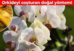 Orkideye kışın bile çiçek açtırıyor! Doğal gübre görevi görüyor: Adeta coşturuyor