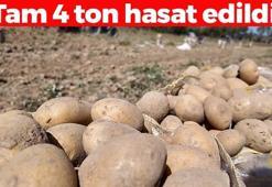 Kümbet'te hasat başladı, 4 ton ürün çiftçinin yüzünü güldürdü! Kolesterolü düşürüp sindirim problemlerinin kökünü kazıyor!