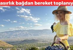 2 asırlık bağlarda bereket yağıyor! Kilosu 75 TL: Kabuğu yumuşacık, kan şekerini aniden yükseltmiyor