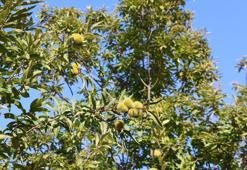 Aydın'da hazırlıklar başladı! Kilosu 250 TL: Dağda kendiliğinden yetişiyor, kemikleri beton gibi yapıyor, bağırsakları motor gibi çalıştırıyor