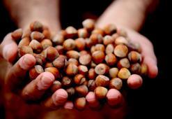 Dünyada en kalitelisi Türkiye'de! Kilogram fiyatı zirveyi gördü