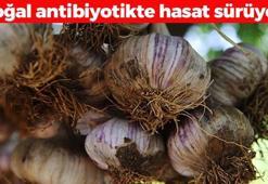 Kastamonu'nun doğal antibiyotiğinde hasat vakti! Öksürük, balgam ve boğazdaki mikrobu bıçak gibi kesiyor, kolesterolün kökünü kazıyor!