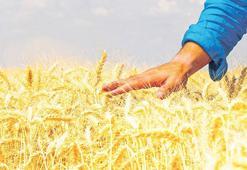 Bakliyatların yüzde 100'ü yerli olacak