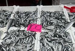 Bolluk nedeniyle kilosu 100 TL'ye düştü! Kemikleri beton gibi güçlendirip tıkalı damarları yağ çözücü gibi açıyor! Resmen omega-3 bombası