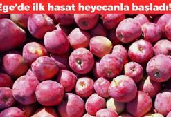 Ege'nin deposu ağzına kadar dolu! %88'ini tek başına karşılıyor, kütür kütür ve çok lezzetli