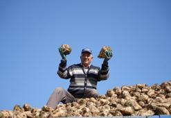 Erzincan'da hasadı başladı! Kan şekerini dengeliyor, magnezyum, potasyum ve bakır zengini, kemikleri beton gibi yapıyor
