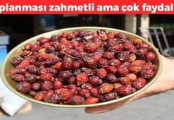 Toplaması zahmetli ama binbir derdin devası! Kan şekerinin panzehiri, kansızlığı imha ediyor