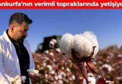 Şanlıurfa'da hasadı başladı! 'Beyaz altın' olarak biliniyor: Verimli topraklarda yetişiyor