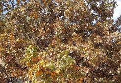 Malatya'nın şifa deposunda hasat devam ediyor! Doğal mide ilacı, daralan damarları genişletip böbrekleri makine gibi çalıştırıyor!