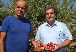 Antalya'da hasadı başladı! Suyunu sıkıp bardak bardak içenin kolesterol seviyeleri anında yere çakılıyor, doğanın C vitamini kralı