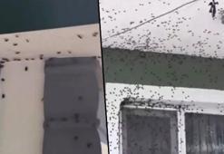 Havaların soğumasıyla evleri, arabaları istila ettiler: Bir mahalle diken üstünde: 'Son iki gündür her yerde karşımıza çıkıyor'