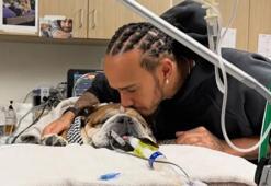 Hamilton'a kötü haber! Köpeği komada, son durumunu paylaştılar