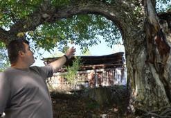 620 yıllık ceviz ağacında geleneksel hasat!