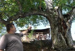 620 yıllık ceviz ağacında hasat