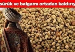 Osmanlı'da yemeklere avuç avuç atılıyordu! Limondan ve sarımsaktan 30 kat daha etkili, öksürük, balgam ve hırıltının kökünü kazıyor! Boğazdaki mikropları öldürüyor