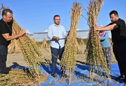 Malatya'nın altınında hasat başladı! Yağı, aroması ve kalitesiyle öne çıkıyor