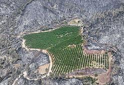 10 ayda 80 bin hektar ormanlık alan kül oldu