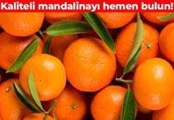 Pazar tezgahının en kaliteli mandalinasını seçebilirsiniz! Kimse bu testi yapmıyor