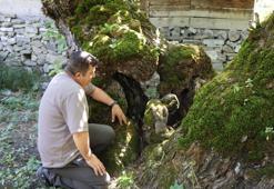 Yaklaşık 300 yaşında! Görenleri hayrete düşürüyor