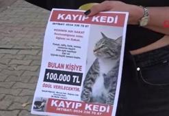 Kayıp kedisini bulana 100 bin lira verecek: 'Kedim dünyada yapayalnız kaldı'
