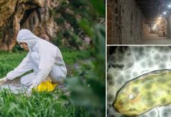 40 bin yıllık sessizlik bozuldu! Bilim insanları uyandırdı: Gelecek pandemiye zemin mi hazırlıyor?