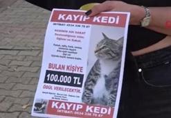 Kedisini bulana 100 bin lira ödül! '3 gündür ağlamaktan uyuyamıyorum'