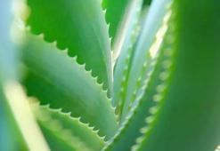 Aloe Vera nasıl çoğaltılır? Aloe Vera çoğaltırken dikkat edilmesi gerekenler nelerdir?