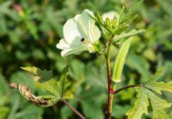 Konya'nın yüzyıllık lezzeti şifa dağıtıyor! Kolesterolü düşüyor, kalbi güçlendirip saat gibi çalıştırıyor