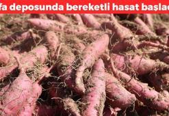 Hatay'da hasadı başladı! Kilosu 30 TL: Çevre illere kilo kilo satılıyor, şifa deposu olarak biliniyor