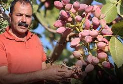 Gaziantep'te hasat tamamlandı! Tıkalı damarları yağ çözücü gibi açıp kan şekerini terazi gibi dengeliyor! Demir depolarını zirveye taşıyor