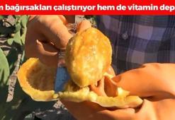 Kurak tarlalardan gelen lezzet! Dondurması yapılıyor, kapış kapış satılıyor! Antioksidan ve C vitamini deposu, bağırsakları motor gibi çalıştırıyor