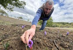 Altın değerindeki baharatta hasat sezonu! Çiçekler soğukta erken uyandı