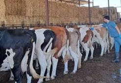 Şap hastalığı nedeniyle Aydın'da 12 mahalle karantina altına alındı!