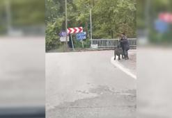 Yaşlı adam domuz saldırısından son anda kurtuldu!