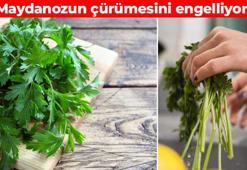 Maydanozu günlerce dipdiri tutuyor! Pazardan sürekli yenisini almaktan kurtulun