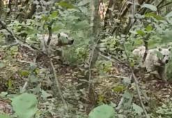 Rize’de görülen ‘beyaz ayı’ neyin nesi? Uzmanlar yanıtladı