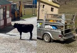 İneklerin yürek burkan vedası viral oldu! 'İnsanlığa ders gibi'