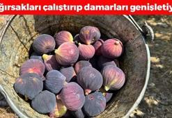 Antalya'da siyah mucizenin hasadı sona erdi! Günde 2 tane yiyince bağırsakları motora çevirip tıkalı kalp damarlarını yağ çözücü gibi açıyor