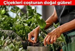 Saksıdaki çiçekleri bereketlendiriyor! Toprağına mutlaka koyun: Kış boyu çiçek açtıran doğal gübre