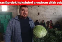 Türkiye'den Avrupa'ya kilo kilo satılıyor! Kilosu 10 TL: Karaciğerdeki toksinlerin kökünü kazıyıp kan şekerini terazi gibi dengeliyor! Beton gibi kemiklerin sırrı