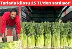 Hasadı gün doğumuyla başlıyor! Tarlada kilosu 25 TL: Kış sofralarının vazgeçilmezi