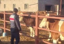 Beslediği boğa sonu oldu! 70 yaşındaki adam yaşamını yitirdi