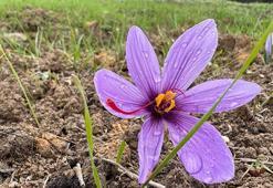 Dünyanın en pahalı baharatı! Kilosu tam 600 bin TL'den satılıyor: Kan şekerini terazi gibi dengeleyip damar sertliğini önlüyor!